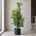 孟加拉／富貴榕／高山榕 / Banyan fig｜高度 / Height: 約 1.6–1.7m / Approx. 1.6–1.7m｜效果圖 / representative image