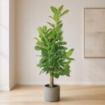孟加拉／富貴榕／高山榕 / Banyan fig｜高度 / Height: 約 1.6–1.7m / Approx. 1.6–1.7m｜效果圖 / representative image
