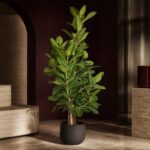 孟加拉／富貴榕／高山榕 / Banyan fig｜高度 / Height: 約 1.6–1.7m / Approx. 1.6–1.7m｜效果圖 / representative image