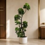 鴨腳木 / Dwarf umbrella tree｜高度 / Height: 約 1.7–1.8m / Approx. 1.7–1.8m｜效果圖 / representative image
