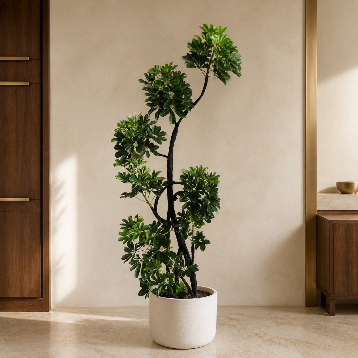 plantjai-pj-large-psp-000029-umbrella-single-drift-1-7-1-8m-schefflera-effect-gallery-20260827-01-light-luxury-warm 鴨腳木|大型座地植物(Heptapleurum arboricola)— 植仔 Plantjai 香港觀葉植物