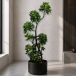鴨腳木 / Dwarf umbrella tree｜高度 / Height: 約 1.7–1.8m / Approx. 1.7–1.8m｜效果圖 / representative image