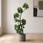鴨腳木 / Dwarf umbrella tree｜高度 / Height: 約 1.7–1.8m / Approx. 1.7–1.8m｜效果圖 / representative image