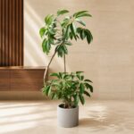 Plantjai 大型植物家居效果圖