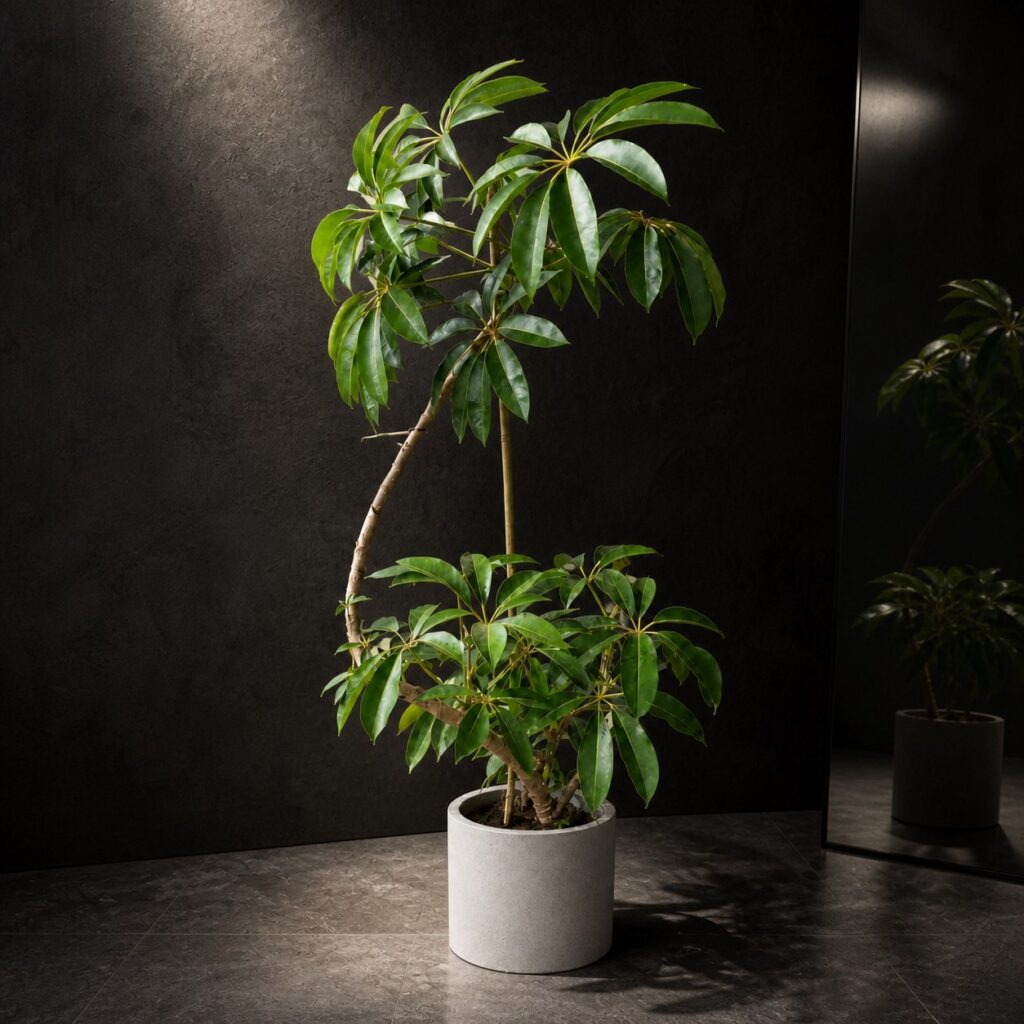 Plantjai 大型植物家居效果圖