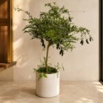 手指檸檬 / Australian finger lime｜高度 / Height: 約 0.85–1.1m / Approx. 0.85–1.1m｜效果圖 / representative image
