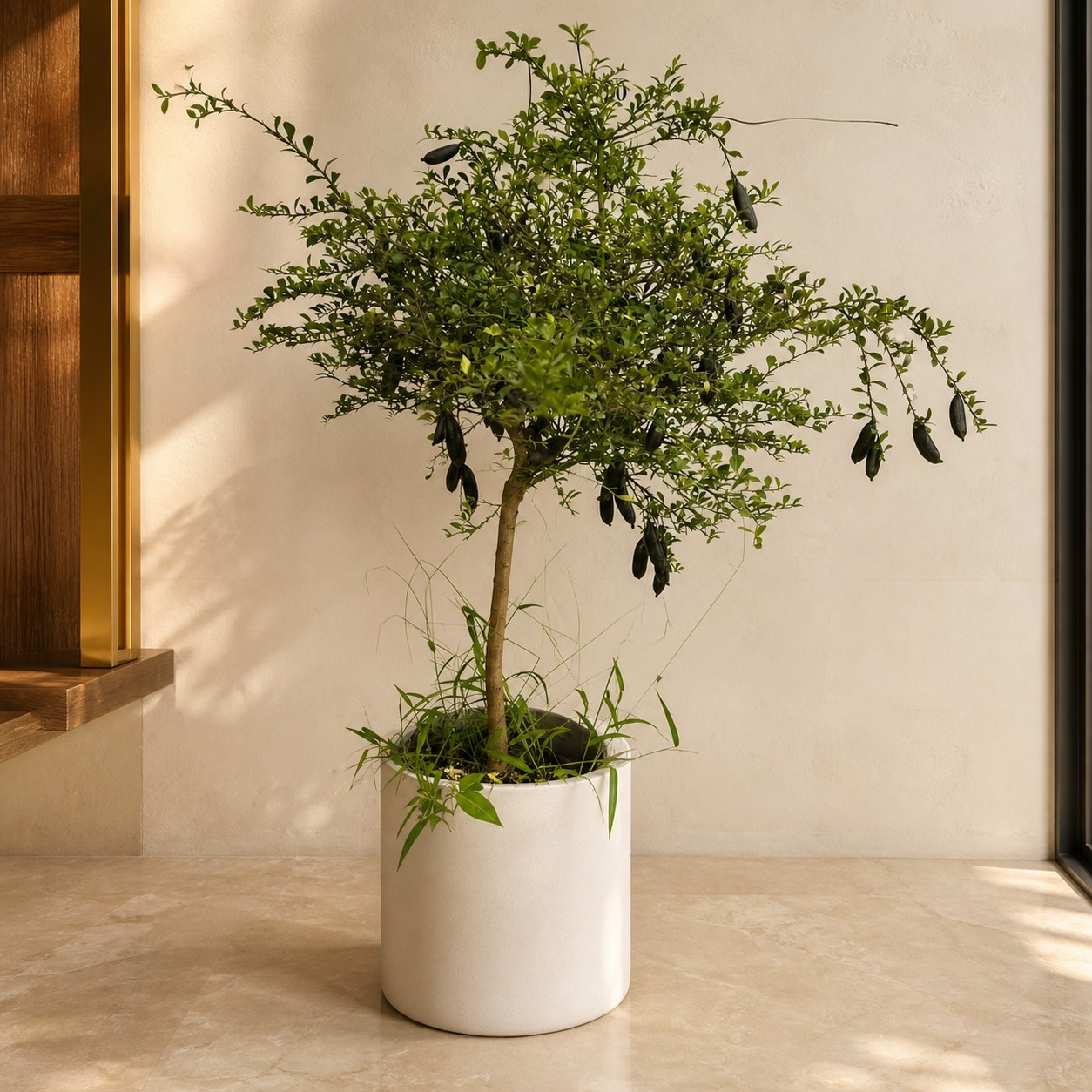 plantjai-pj-large-psp-000032-finger-lime-batch-finger-lime-effect-gallery-20260827-01-light-luxury-warm 手指檸檬|大型座地植物(Citrus australasica)— 植仔 Plantjai 香港觀葉植物