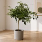 手指檸檬 / Australian finger lime｜高度 / Height: 約 0.85–1.1m / Approx. 0.85–1.1m｜效果圖 / representative image