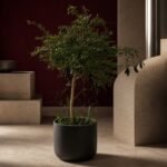 手指檸檬 / Australian finger lime｜高度 / Height: 約 0.85–1.1m / Approx. 0.85–1.1m｜效果圖 / representative image