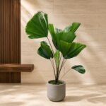 Plantjai 大型植物家居效果圖