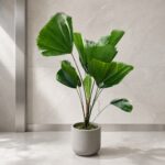 Plantjai 大型植物家居效果圖