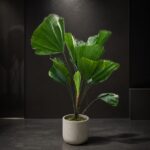 Plantjai 大型植物家居效果圖