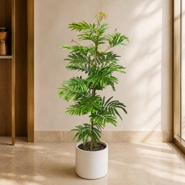 密葉猴耳環／小豆樹｜大型座地植物