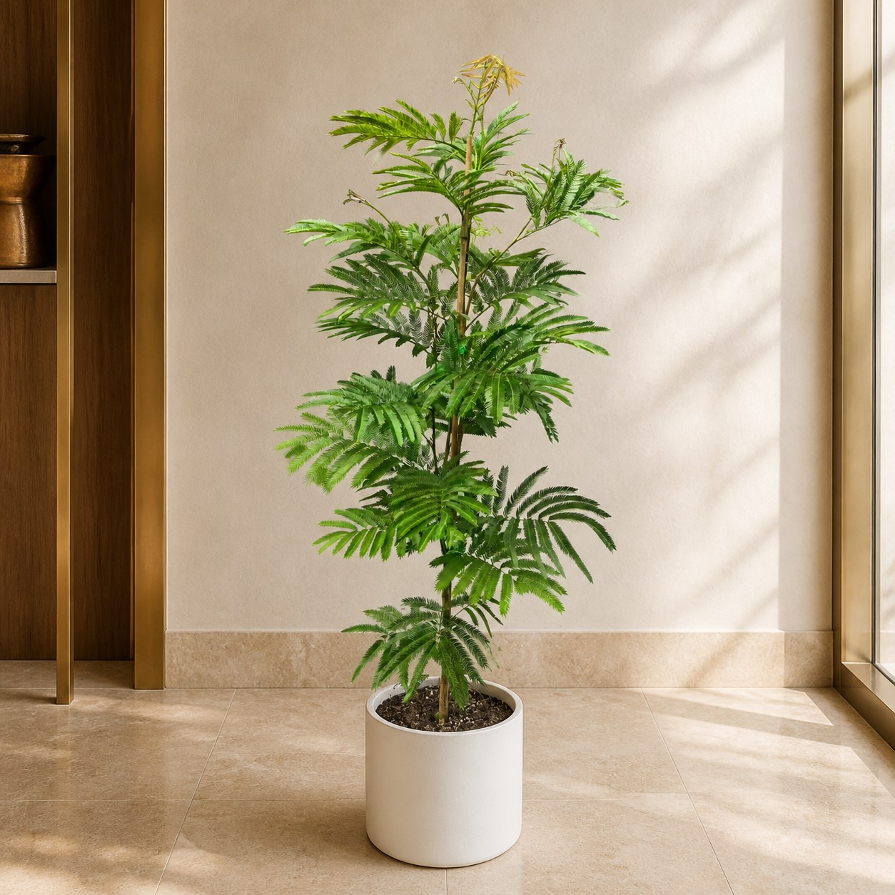 plantjai-pj-large-psp-000040-dense-monkey-single-fork-1-2m-dense-monkey-effect-gallery-20260827-01-light-luxury-warm 密葉猴耳環/小豆樹|大型座地植物(Cojoba arborea)— 植仔 Plantjai 香港觀葉植物