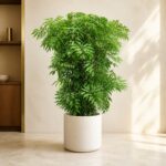 細葉福祿桐 / Ming aralia｜高度 / Height: 約 1.5–1.6m / Approx. 1.5–1.6m｜效果圖 / representative image