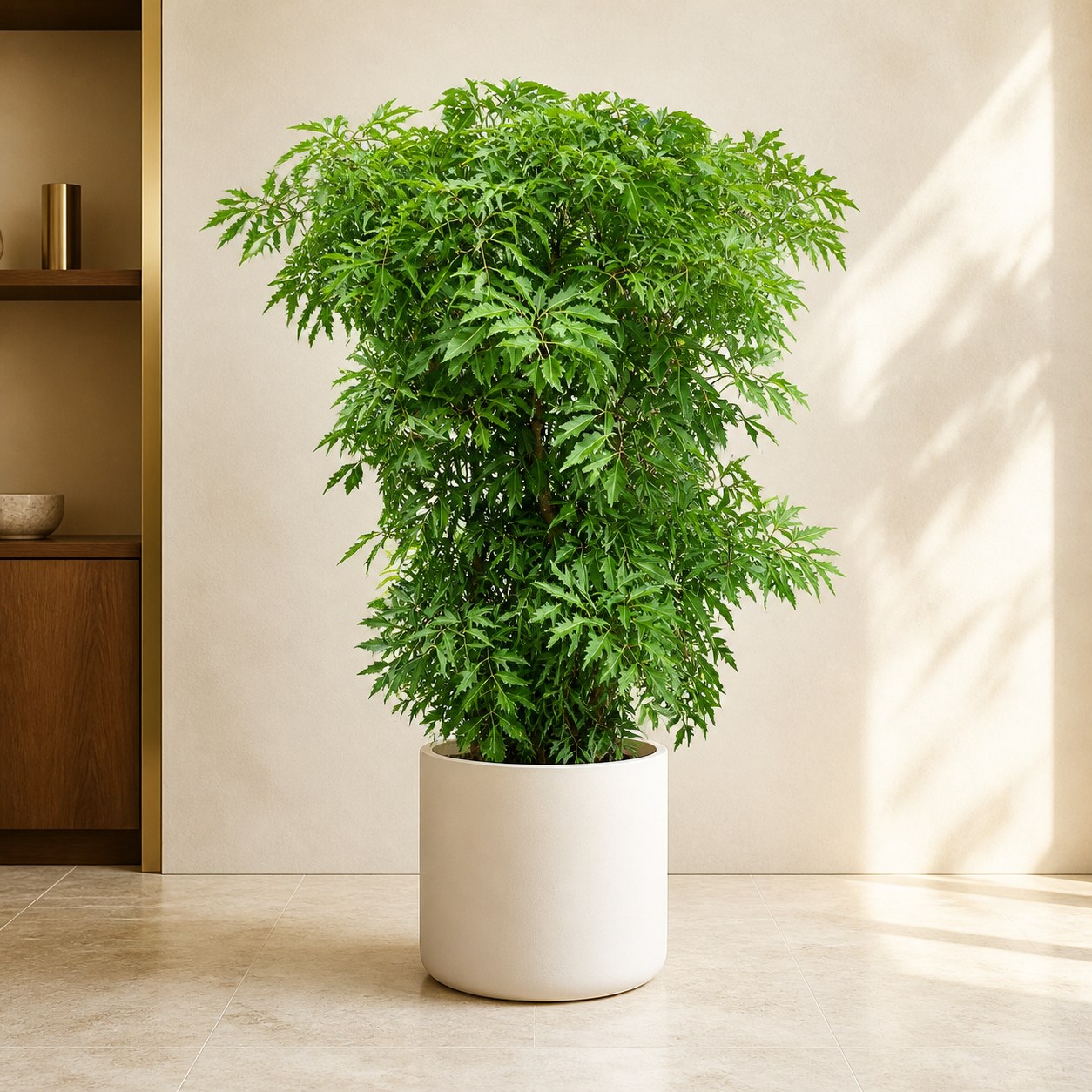 plantjai-pj-large-psp-000048-polyscias-dense-1-5-1-6m-ming-aralia-effect-gallery-20260827-01-light-luxury-warm Polyscias fruticosa 裂葉福祿桐 / 森樹(Polyscias fruticosa)— 植仔 Plantjai 香港觀葉植物