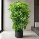 細葉福祿桐 / Ming aralia｜高度 / Height: 約 1.5–1.6m / Approx. 1.5–1.6m｜效果圖 / representative image