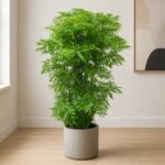 細葉福祿桐 / Ming aralia｜高度 / Height: 約 1.5–1.6m / Approx. 1.5–1.6m｜效果圖 / representative image