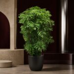 細葉福祿桐 / Ming aralia｜高度 / Height: 約 1.5–1.6m / Approx. 1.5–1.6m｜效果圖 / representative image