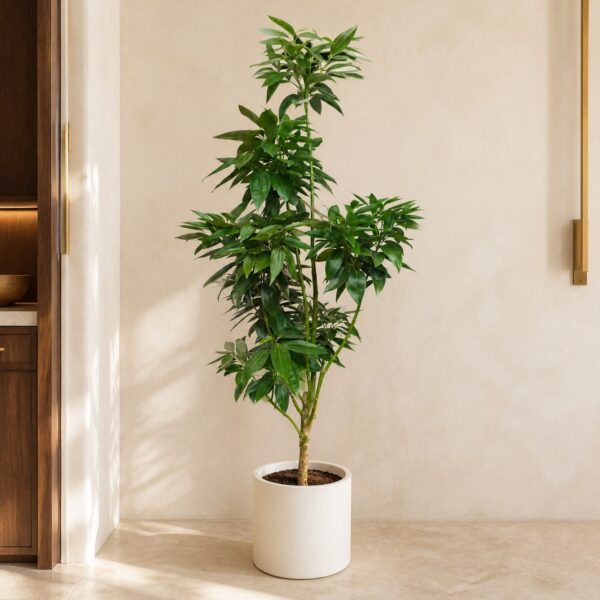 平安樹｜大型座地植物