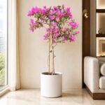 三角梅（簕杜鵑） / Bougainvillea｜高度 / Height: 約 1.4–1.6m / Approx. 1.4–1.6m｜效果圖 / representative image