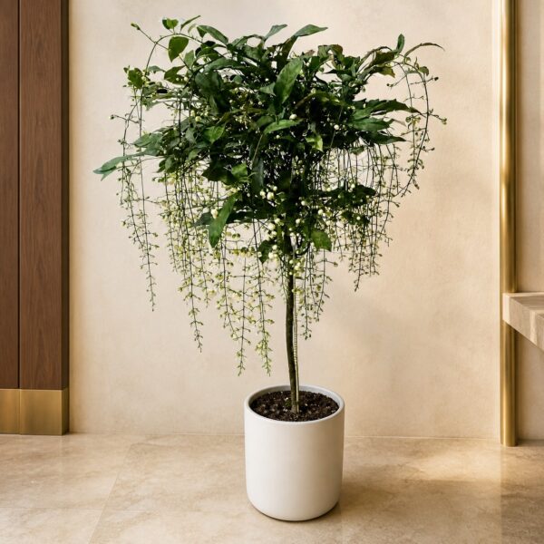 垂絲茉莉｜大型座地植物