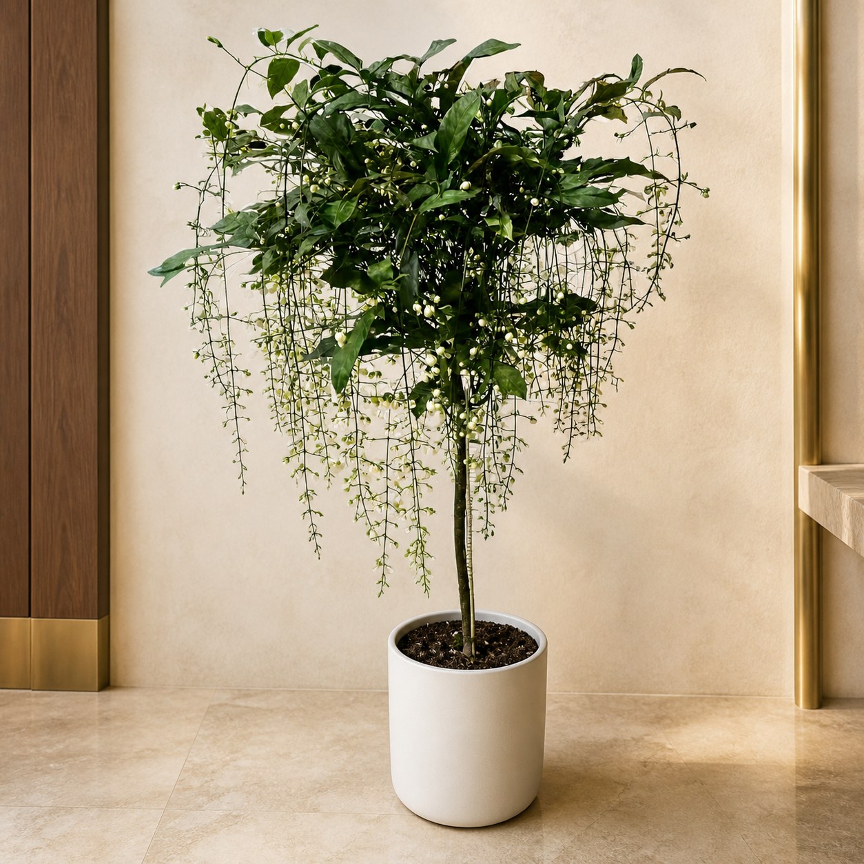 plantjai-pj-large-psp-000068-clerodendrum-4gal-premium-bridal-veil-effect-gallery-20260827-01-light-luxury-warm 垂絲茉莉|大型座地植物(Clerodendrum wallichii)— 植仔 Plantjai 香港觀葉植物