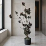娃娃朱蕉 / Dwarf ti plant｜高度 / Height: 約 1.7–1.8m / Approx. 1.7–1.8m｜效果圖 / representative image