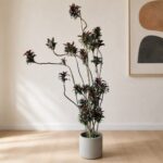 娃娃朱蕉 / Dwarf ti plant｜高度 / Height: 約 1.7–1.8m / Approx. 1.7–1.8m｜效果圖 / representative image