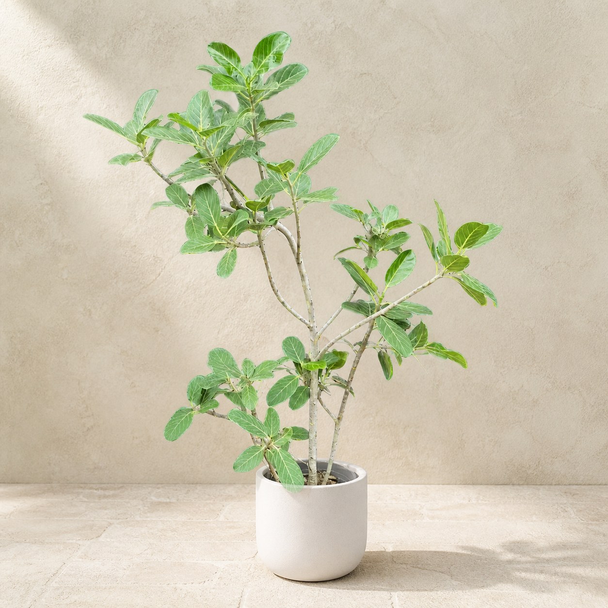 small-leaf-jp-ficus-1.3-1.5m-plantjai-ready-potted-v1 小葉日本榕(Ficus microcarpa)— 植仔 Plantjai 香港觀葉植物