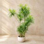 Representative ready-potted plant image; not exact stock