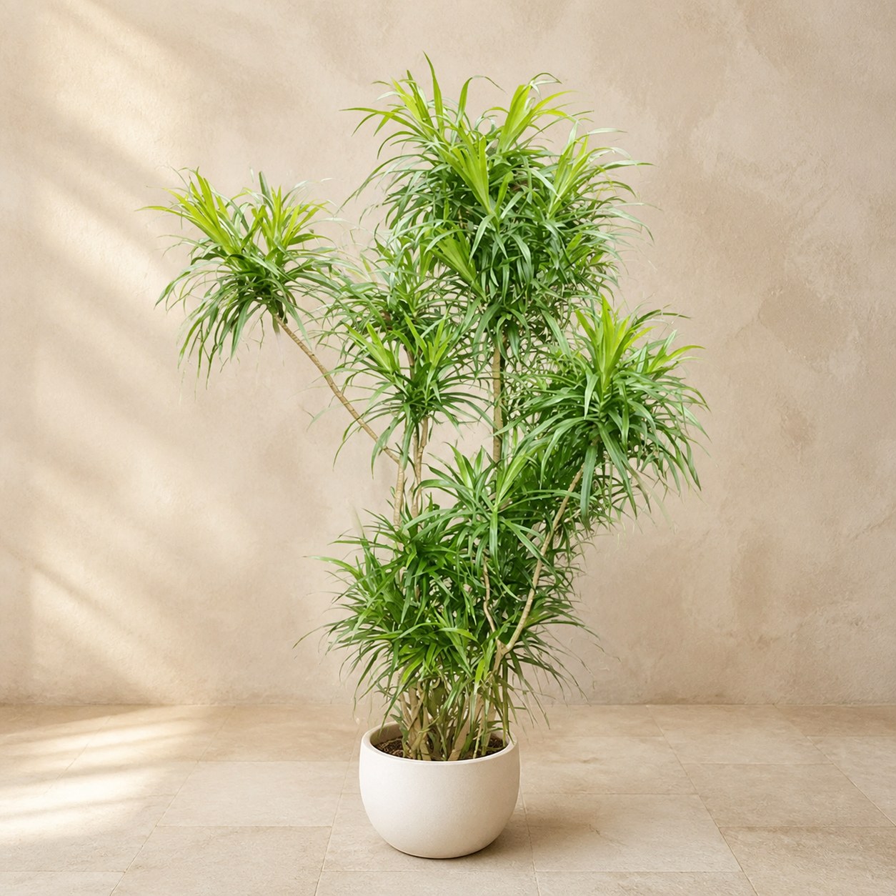 willow-song-of-india-1.6m-plantjai-ready-potted-v2 柳葉百合竹 — 植仔 Plantjai 香港觀葉植物