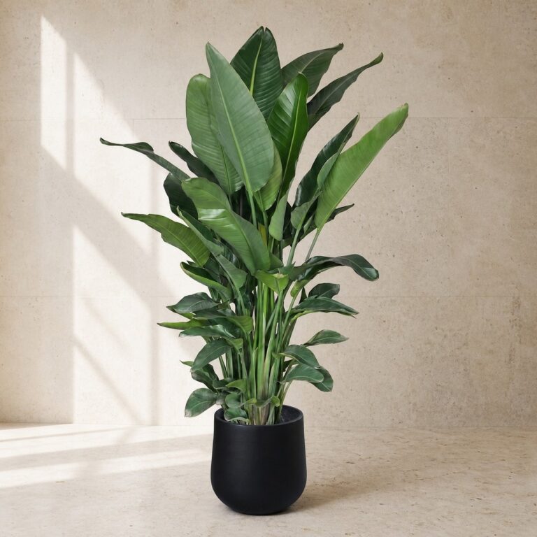 Large Bird of Paradise, ready-potted