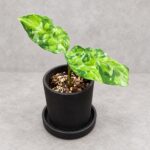 迷彩粗肋草｜商品原相背景重製