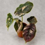 汶萊之星海芋｜商品原相背景重製