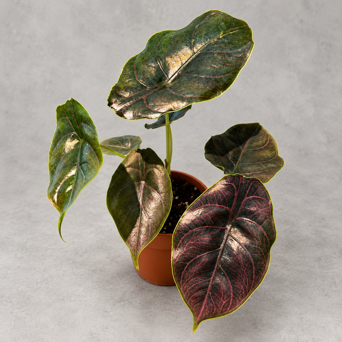 plantjai-alocasia-azlanii-cover-renewal-20261005 汶萊之星海芋|商品原相背景重製