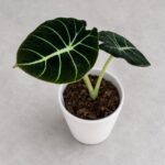 黑天鵝絨海芋｜商品原相背景重製