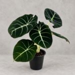 黑天鵝絨海芋｜商品原相背景重製