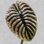 銅葉海芋｜商品原相背景重製