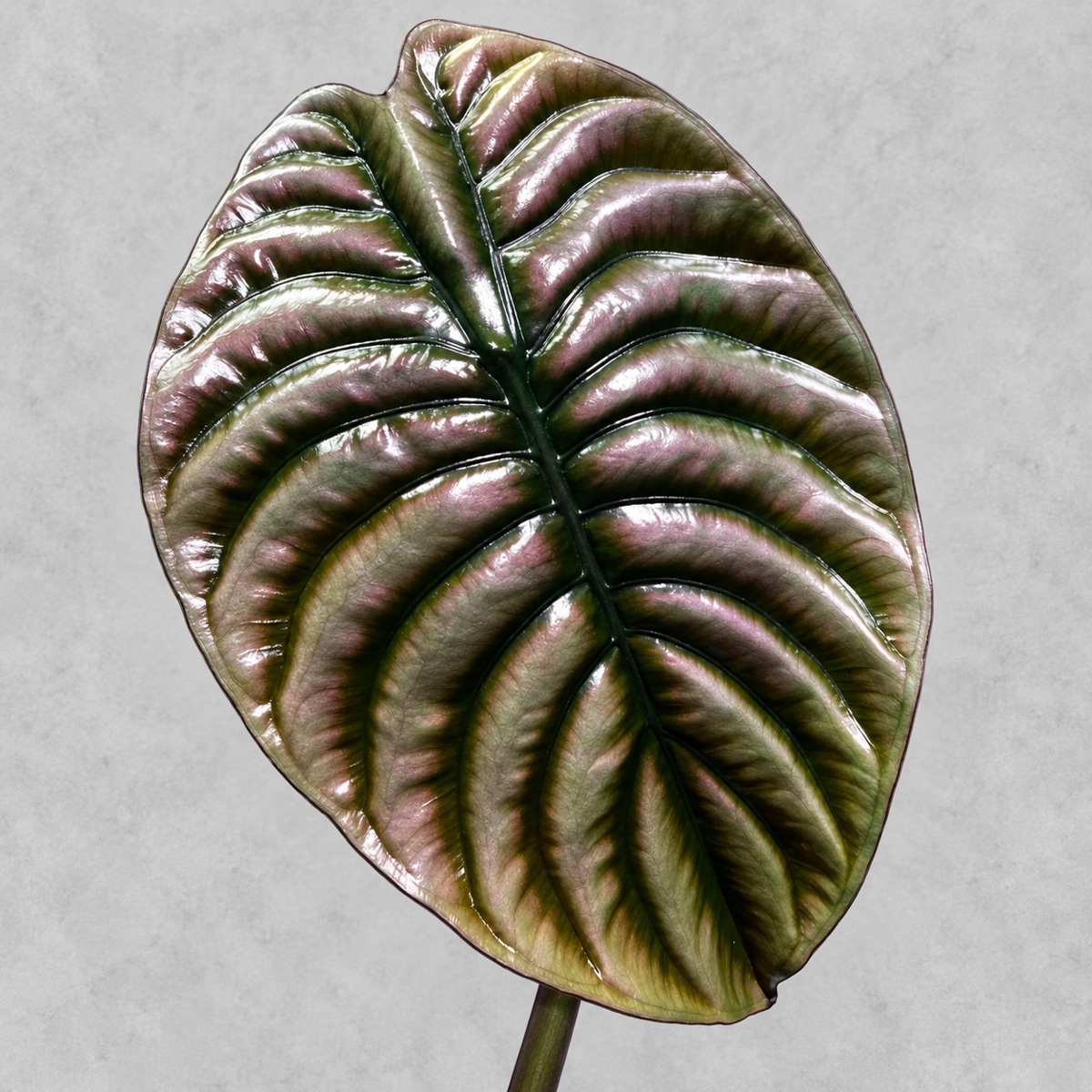 銅葉海芋｜商品原相背景重製