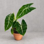 綠天鵝絨海芋｜商品原相背景重製