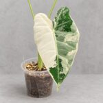 白錦綠天鵝絨海芋｜商品原相背景重製