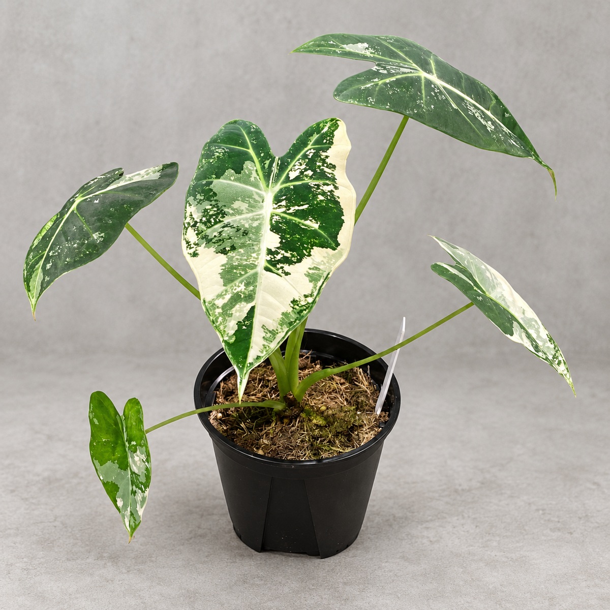 白錦綠天鵝絨海芋｜商品原相背景重製