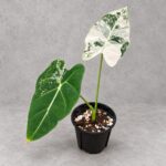 白錦綠天鵝絨海芋｜商品原相背景重製