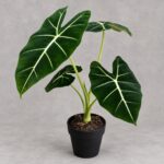 綠天鵝絨海芋｜商品原相背景重製