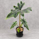 傑克琳海芋｜商品原相背景重製
