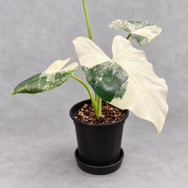 Alocasia Macrohhiza Var