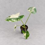 熱亞海芋｜商品原相背景重製