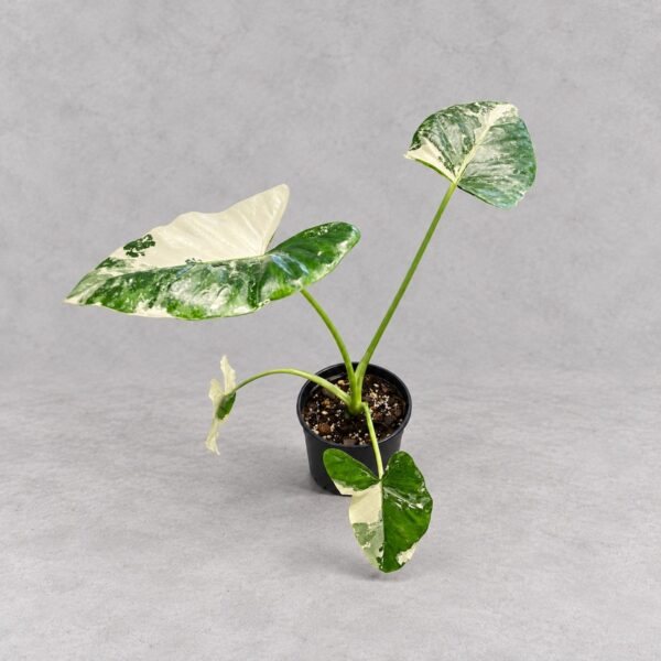Alocasia Macrorrhizos Variegata