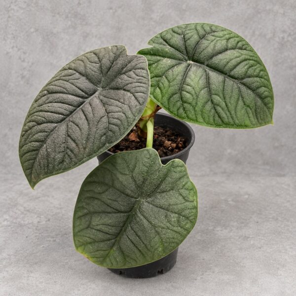 Alocasia melo